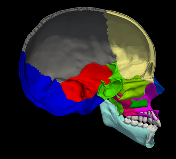 3d model human cranium manidible skull anatomy medicine medical head bone bones lobe 3d print model - Mito3D