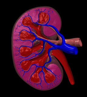 3d model human kidney cross section kidney kidney anatomy human anatomy anatomy medical medicine biology organs kidney organ  3d print model - Mito3D