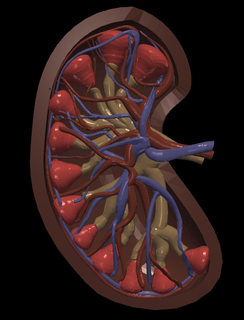 3d Modell Nieren Niere Anatomie medizinisch Medizin Biologie Organe Organ 3d print model - Mito3D