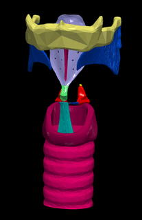 3d Modell Larynx Anatomie Modellieren Drucken Knorpel Vokal Kabel Rede Atemweg Gesundheitswesen Diagnose Behandlung schleimig Membranen Muskeln Kommunikation Bildung 3d print model - Mito3D