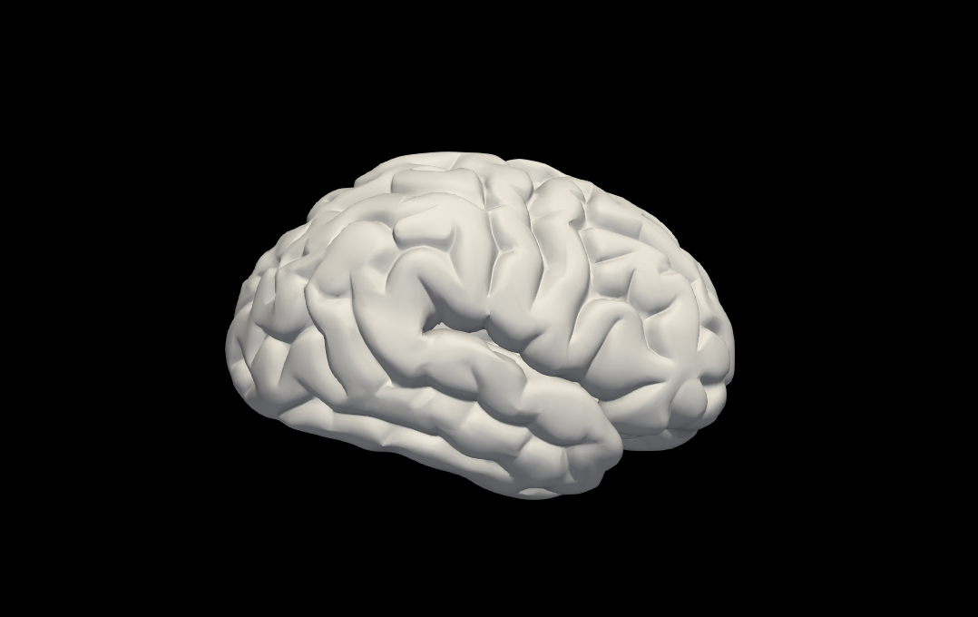 3d modello sinistra cervello anatomia umano 3D print model - Mito3D