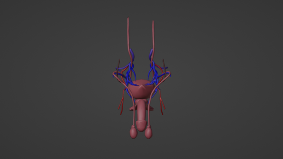 3d model male reproductive system veins urinary adrenal gland bladder coccyx fallopian tube kidney ovarian ligament ovary pubic symphysis ureter uterus medical medicine anatomy human 3d print model - Mito3D