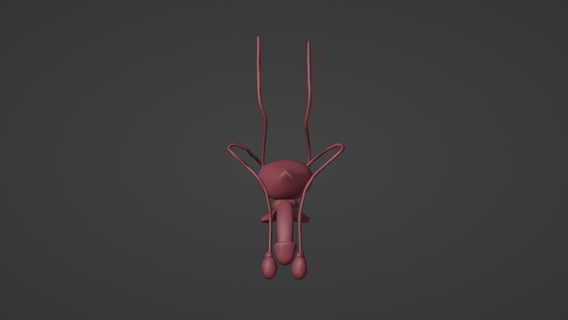 3d model male reproductive system urinary adrenal gland bladder coccyx fallopian tube kidney ovarian ligament ovary pubic symphysis ureter uterus medical medicine anatomy human 3d print model - Mito3D
