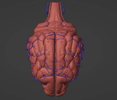 3d modèle of canin cerveau artères cervelet tige temporel frontal pariétal gauche humain anatomie mandibule artère fourniture to 3d print model - Mito3D
