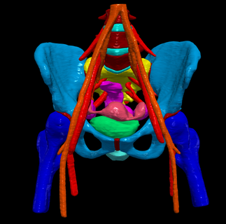 3d modelo pélvis sangue fornecem medicamento médico anatomia humano cartilagem juntas fêmur ilíaco artéria ramos intervertebral discos l3 l4 l5 lombossacral plexo ovários reto sacro útero tubos vulva 3d print model - Mito3D
