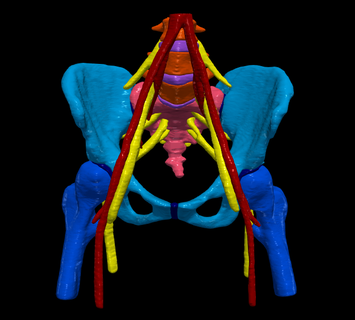 3d model pelvis neurovascular supply cartilage joints femur iliac artery branches intervertebral discs l3 l4 l5 lumbosacral plexus sacrum human anatomy anatomical 3d print model - Mito3D