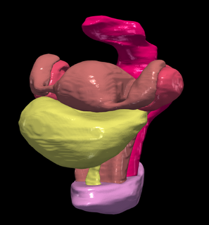 3d Modell Becken Organe Blase Eierstöcke Rektum Gebärmutter Röhren Vulva Anatomie 3d print model - Mito3D