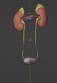 3d model renal system kidney anatomy human medical medicine biology organs organ 3d print model - Mito3D