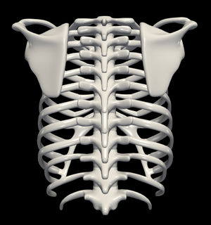 3d modèle travers porc cage nervure Humain anatomie 3d print model - Mito3D