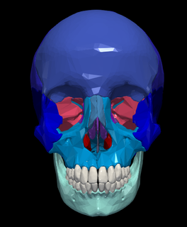3d modello cranio ossatura mandibola cap anatomia umano medicinale medico denti vertebra atlante 3d print model - Mito3D