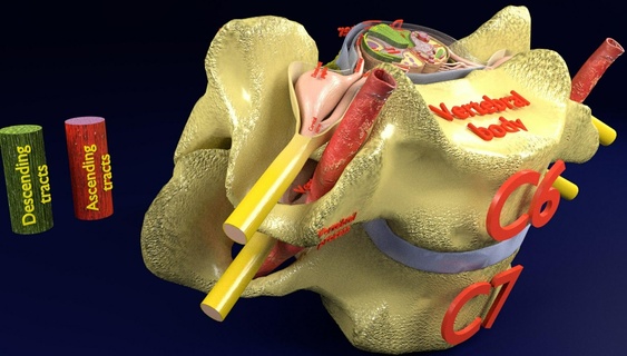 3d modello spinale tratti cavo vertebre etichettato tratto umano scienza medico neurale nervo neurologia vertebrale colonna anatomia microscopia sensoriale motore bianca importa grigio 3d print model - Mito3D