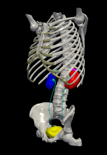 3d modelo urinário costela cela pélvis rim anatomia humano médico medicamento biologia órgãos órgão 3d print model - Mito3D