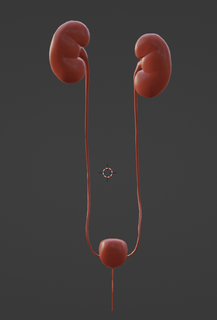 3d Modell Urin System Niere Anatomie medizinisch Medizin Biologie Organe Organ 3d print model - Mito3D