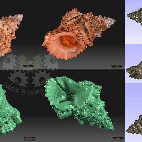 3d-gescannt sea shell Kunst durchsucht Replikate seashell david sls 3d-scan 3D print model - Mito3D