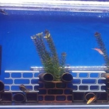 3d smith - aquarium caves fish tank water pets pet 3d print model - Mito3D