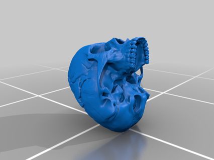 50th percentile maschio umano cranio 3d print model - Mito3D