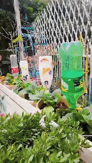 regolabile gocciolare irrigazione in vaso impianti far cadere interno automatico casting irrigare lento uniforme pianta pentola fiore semplicemente freddo gadget 3d print model - Mito3D