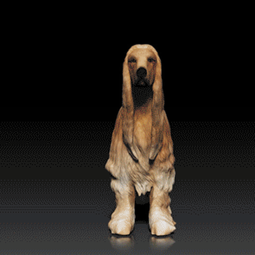 afghan hound - dog breed canine -3d print model retriever 3d animal pet bullterrier afghanhound 3D print model - Mito3D