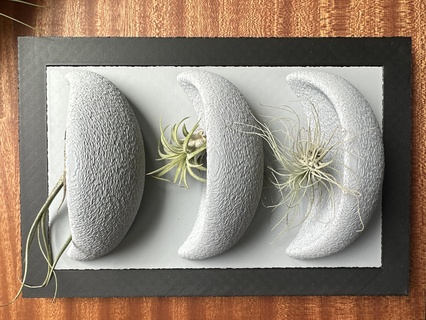 air plante panier étagères plantes mur décor Accueil maison art étagère paniers cuisine 3d print model - Mito3D