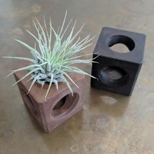 Luft-pflanze-Halter vase home 3d print model - Mito3D