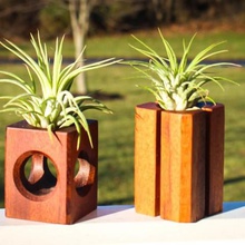 air plant holders various airplant 3d print model - Mito3D
