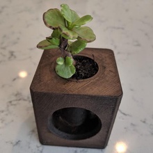 Luft-pflanze sukkulente remix vase home saftig sind pflanze Luft 3d print model - Mito3D
