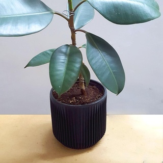 air taille plante pot couverture gaine grandir modèle prune 3d print model - Mito3D