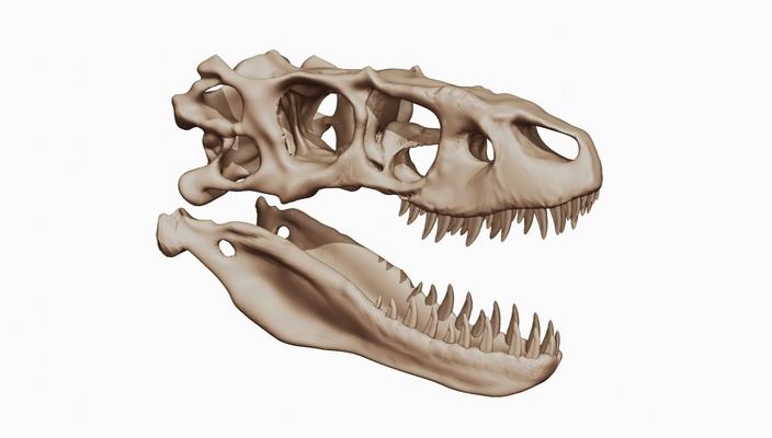 albertosaure 3d crâne dinosaure théropodes tyrannosauridés crétacé carnivore bipède longueur métrique tonnes alberta fossiles paléontologues anatomie comportement impression tête dents membres chasse 3d print model - Mito3D
