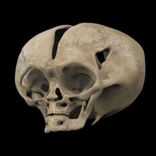 alien skull 3d print model - Mito3D