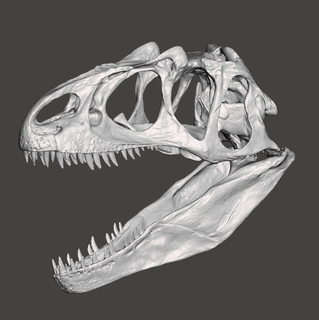 alossauro dinossauro crânio animal caveiras mandíbula mandíbulas esqueleto esqueletos Natal Bruxas assustador dinossauros museu monstro pok seg troféu Caçando Alto poli jardinagem 3d print model - Mito3D