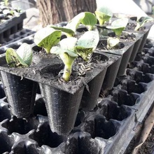 almacigo vários a agricultura culturas sprouter pomar pomares jardim jardinagem mudas biologia 3d print model - Mito3D