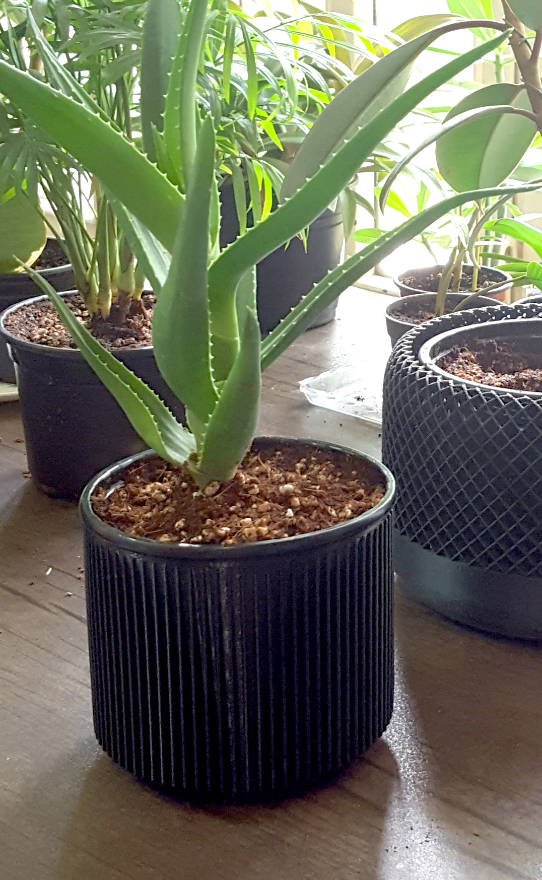 áloe planta maceta cubierta carcasa funda crecer patrón 3D print model - Mito3D