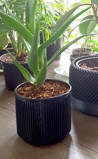 aloe plant pot cover grow pattern 3d print model - Mito3D