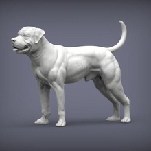 amerikanisch Bulldogge 3d drucken Modell 3d print model - Mito3D