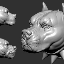 american bully art sculture terrier bulldog pitbull mammifero canino di combattimento animale domestico 3d print model - Mito3D