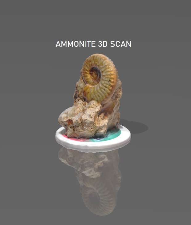 amonita 3d escanear fósil perisfinetes impresión jurásico 3D print model - Mito3D