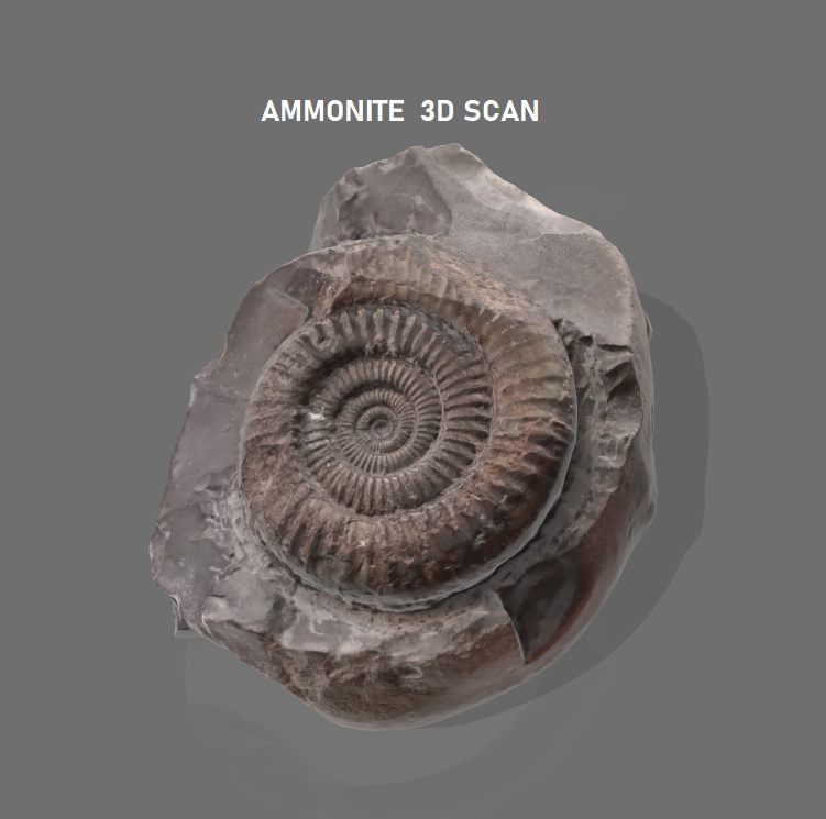 ammonite 3d scan - dactylioceras Various dactylioceras fossil ammonite 3d scan print jurassic  3D print model - Mito3D