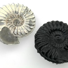 ammonite various fossil shell biology 3d print model - Mito3D