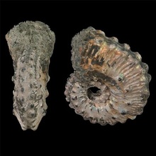 ammoniti ammonite fossile paleontologia 3d print model - Mito3D