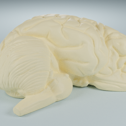 anatomic cérebro fatia humano 3d modelo Varredura anatomia 3D print model - Mito3D