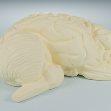 anatomico cervello fetta umano 3d modello scansione anatomia 3d print model - Mito3D