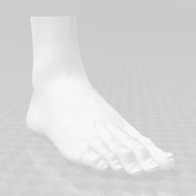 anatomic foot various study anatomy 3d print model - Mito3D