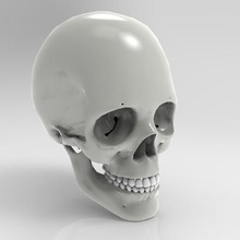 anatomik kafatası gadget anatomi 3d baş 3d print model - Mito3D