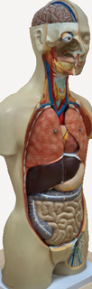 anatômico corpo coluna humano costas dor estômago 3d print model - Mito3D