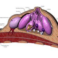 anatômica seios femininos modelo doenças comuns vários de mama anatomia cistos o câncer ligamento tecido os lóbulos músculos costelas educacionais biologia feminino médica órgão ciência saúde 3d print model - Mito3D