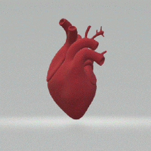 anatomik kalp Sanat anatomi insan 3d print model - Mito3D