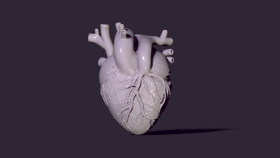 anatómico corazón medicamento humano aislar human heart cuerpo 3dprint Ciencias Cupido artería venas sangre vasos 3d print model - Mito3D