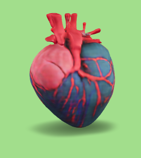 anatómico corazón haert medicamento 3d print model - Mito3D