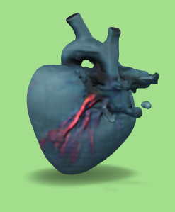 anatomik kalp çeşitli Haert ilaç 3d print model - Mito3D