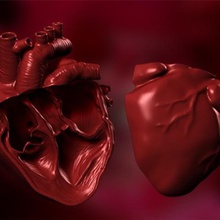 anatomical heart cutaway 3d print model - Mito3D